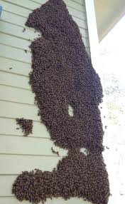 Check spelling or type a new query. Wall Of 25 000 Honey Bees Hanging On Outside Of Macon Home Southeast Bee Removal