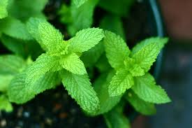 10 Garden Favorites You Didn T Know Were Invasive Fruit Garden Patio Garden Herbs