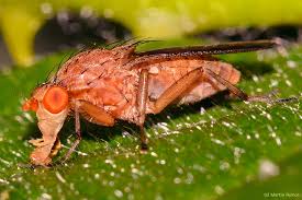 Watch nahaufnahmen vom feinsten online on youporn.com. Baumfliege Nahaufnahme Foto Bild Tiere Wildlife Insekten Bilder Auf Fotocommunity
