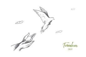 Freedom Concept Hand Drawn Pigeon Flying Out Of Two Hands Freedom Of Life Free Bird Enjoying Nature Isola Vector Illustration How To Draw Hands Illustration