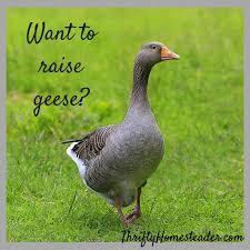 Learn how to set up a brooder and get your geese off to a healthy start—for beginners. Who Wants To Raise Geese On The Homestead The Thrifty Homesteader
