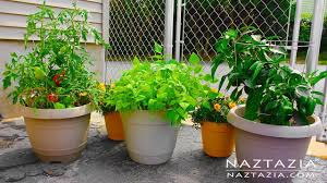 How To Garden For Beginners Using Containers Container Gardening Urban Rooftop Porch Patio Balcony Youtube