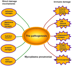 Insights Into The Pathogenesis Of Mycoplasma Pneumoniae Review Corrigendum In 10 3892 Mmr 2017 8324