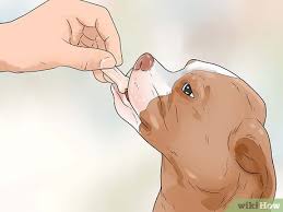 It's always worth keeping in mind that any kind of frustration will. How To Stop Aggressive Behavior In Dogs With Pictures Wikihow