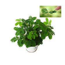 Mimosa trees tend to thrive in vacant lots, and along roadsides, rivers or streams because the flowing water easily transports their seeds. 200 Sensitive Plant Seeds Mimosa Pudica For Indoor Balcony Planting Non Gmo Perennial Potted Flower Seeds Buy Online In Bahamas At Bahamas Desertcart Com Productid 168216604