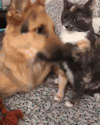 We did not find results for: Latest Cuddling Gifs Gfycat