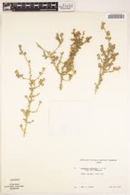 Image result for Pycreus mundtii