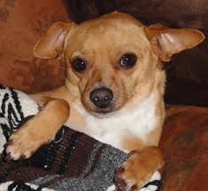 Never lift a puppy by its front legs, as this can injure the chihuahua. Chihuahuas Care And Maintenance Of The Smallest Dog Breed Pethelpful