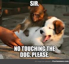 23 Hilarious And Funniest Dog Memes Clean Lol Dog Memes Clean Funny Animals Monkeys Funny