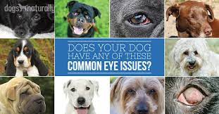 Manage Your Dog S Eye Problems Naturally Dogs Naturally