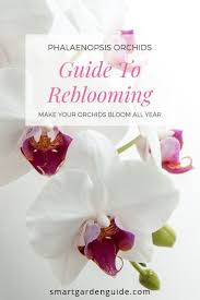 Pin On Growing Orchids
