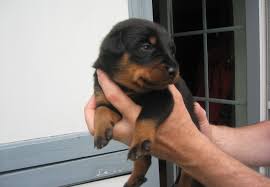 Contact puppies beauceron breeders near you using our free beauceron breeder search tool below! Feu Du Bonheur Beauceron Kennel