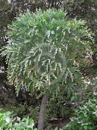 Image result for Cussonia sessilis