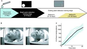 Image result for training effect schema