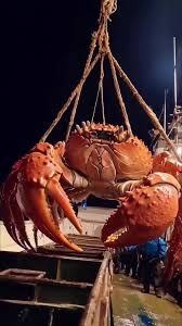 Exploring the Depths: Amazing Fishing Discoveries of Giant Sea Creatures | TikTok