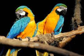 Fotorevista Sencillamente Fotos Guacamayos Azules Y Amarillos De Juan Carlos Barilari Guacamayos Fotos Animales Hermosos