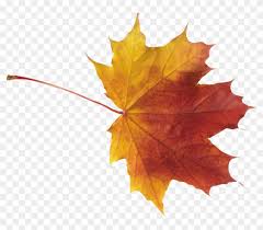 autumn leaves high quality png autumn maple leaf png free transparent png clipart images download quality png autumn maple leaf png