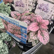 Image result for Hypoestes cancellata