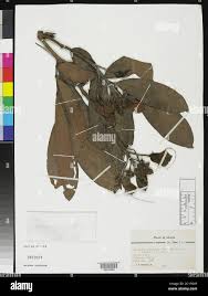 Image result for Gilbertiodendron