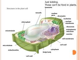 What do acid hydrolases in lysosomes do? Cell Structure And Organelles Ppt Download