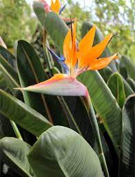 Bird Of Paradise Flower Care Best Flower Wallpaper