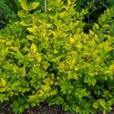 Taillez les branches mortes ainsi que la tige principale à une trentaine de centimètres du sol. 10 Idees De Mon Jardin Jardins Arbuste Haie Arbuste Persistant