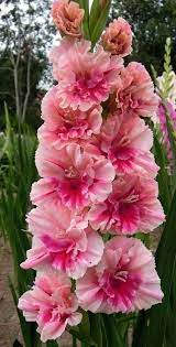 Gifs Fantasy Fairies Flowers Angels Varied Hollyhocks Flowers Unusual Flowers Beautiful Flowers