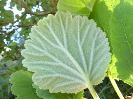 Image result for Greyia