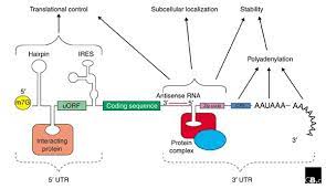 Describe the biochemical structure of ribonucleotides. The Generic Structure Of A Eukaryotic Mrna Illustrating Some Download Scientific Diagram