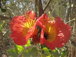 Image result for Fernandoa magnifica