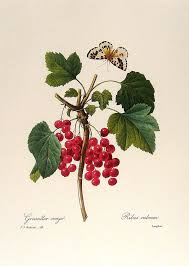 Redoute Art Flowers Fruits Botanical Prints Botanical Art Botanical Illustration
