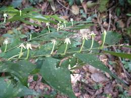 Image result for Dicranolepis