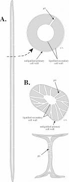 With the secondary growth of the plant, secondary xylem is formed that helps the plant to get wider over time. Secondary Cell Wall An Overview Sciencedirect Topics