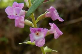 Image result for Priva flabelliformis