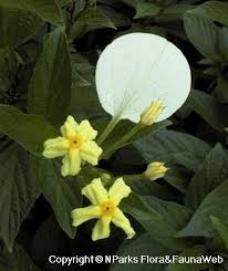 Image result for Pseudomussaenda