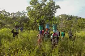 Image result for Cryptosepalum exfoliatum