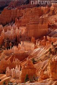 Maybe you would like to learn more about one of these? Nature Picture Library Hoodoo Formations From Sunrise Point Bryce Canyon National Park Utah Gerry Ellis