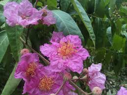 Image result for Lagerstroemia speciosa