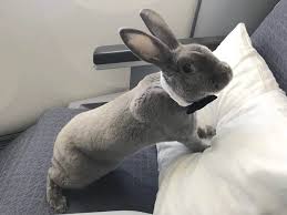 Bathing and trancing can cause unnecessary stress to rabbits and are not recommended unless i was just wondering what you guys think about keeping one rabbit? A Bunny In A Bowtie In First Class