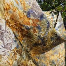 Image result for Indigofera quarrei