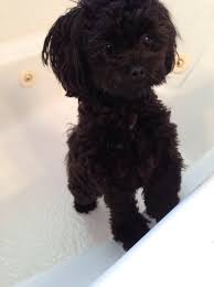 We did not find results for: Shih Tzu And Poodle Mix Black