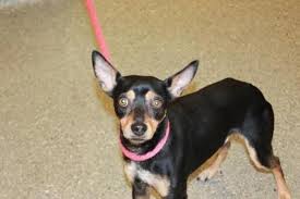 Maybe you would like to learn more about one of these? Miniature Pinscher Dog For Adoption In Kansas City Dog Adoption Rescue Dogs For Adoption Miniature Pinscher Dog
