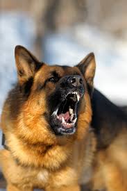 Including transparent png clip art. Angry Dangerous Shepherd Dog Protection Barking Attacks Police Germanshepherd German Shepherd Dogs German Shepherd Dogs