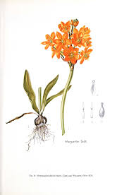 Image result for Ornithogalum seineri