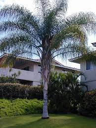 Syagrus Romanzoffiana Palmera Pindo Queen Palm Tree Palm Tree Pictures Palm Tree Care
