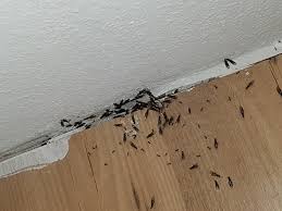 Tauchen die kleinen krabbeltiere im badezimmer oder in der eigenen küche auf, hält sich die faszination über anatomie und sozialverhalten bei den meisten menschen in grenzen; Was Kann Ich Machen Bei Extremen Ameisen Befall Der Wohnung Mietminderung Ameisenplage