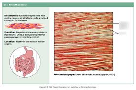 Vascular smooth muscle refers to the particular type of smooth muscle found within, and composing the majority of the wall of blood vessels. Smooth Muscle Diagram Quizlet