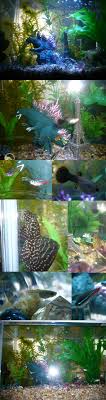 Check spelling or type a new query. Godzilla Attacks Underwater Paris Fish Tank Theme By Gingaakam Fish Tank Themes Fish Tank Fish Tank Decorations
