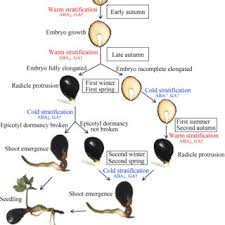 By providing air pockets in the landfill to assist on it breaking down. A Review Of The Seed Biology Of Paeonia Species Paeoniaceae With Particular Reference To Dormancy And Germination Request Pdf