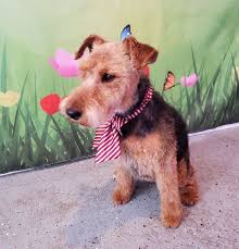 All pets grooming services llc. Home D Tails Dog Grooming Llc